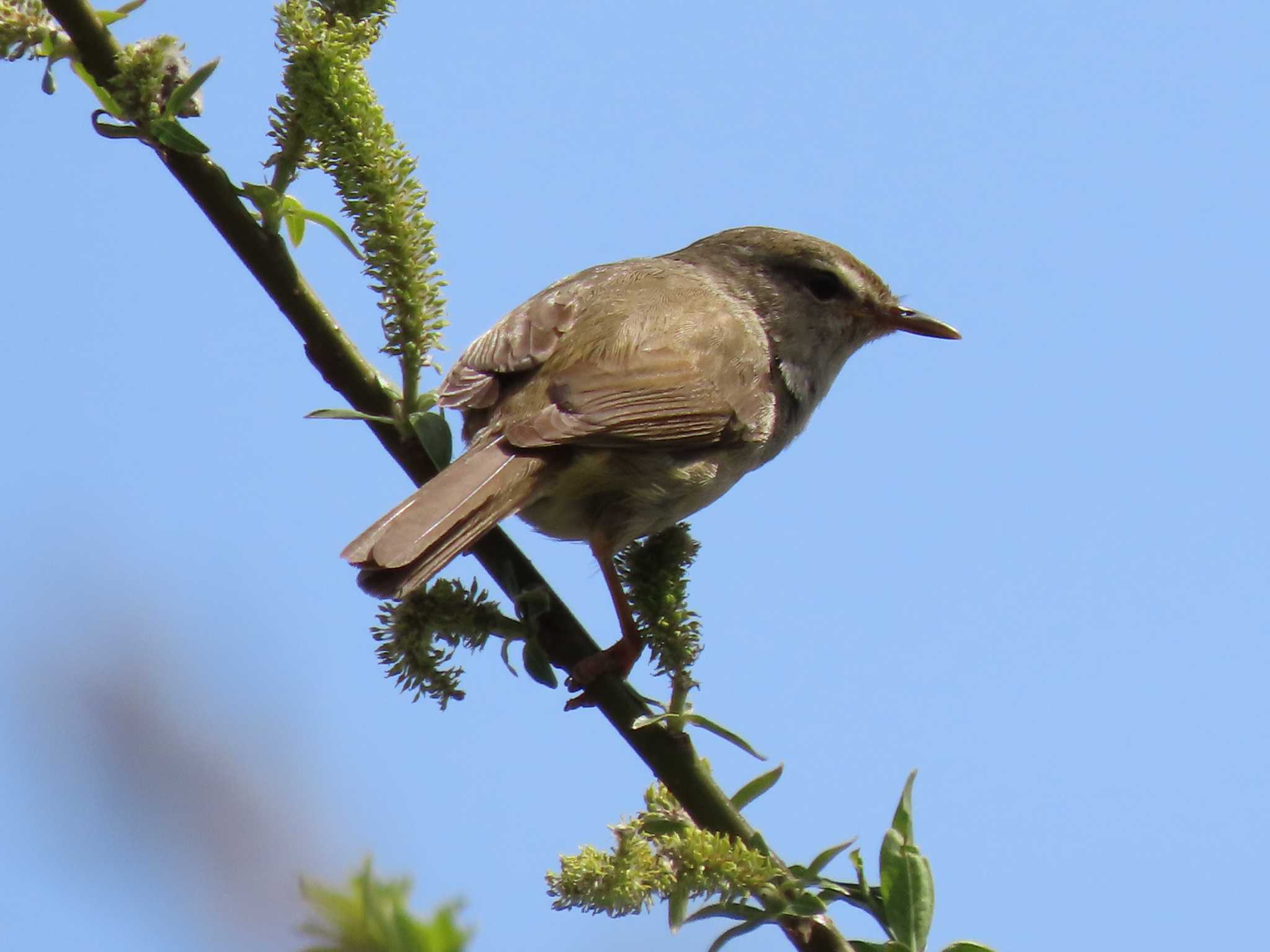 Japanese Bush Warbler