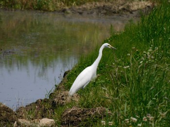 2022年5月5日(木) 京都府の野鳥観察記録