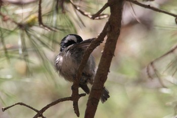 Coal Tit 箕面市 Mon, 5/2/2022