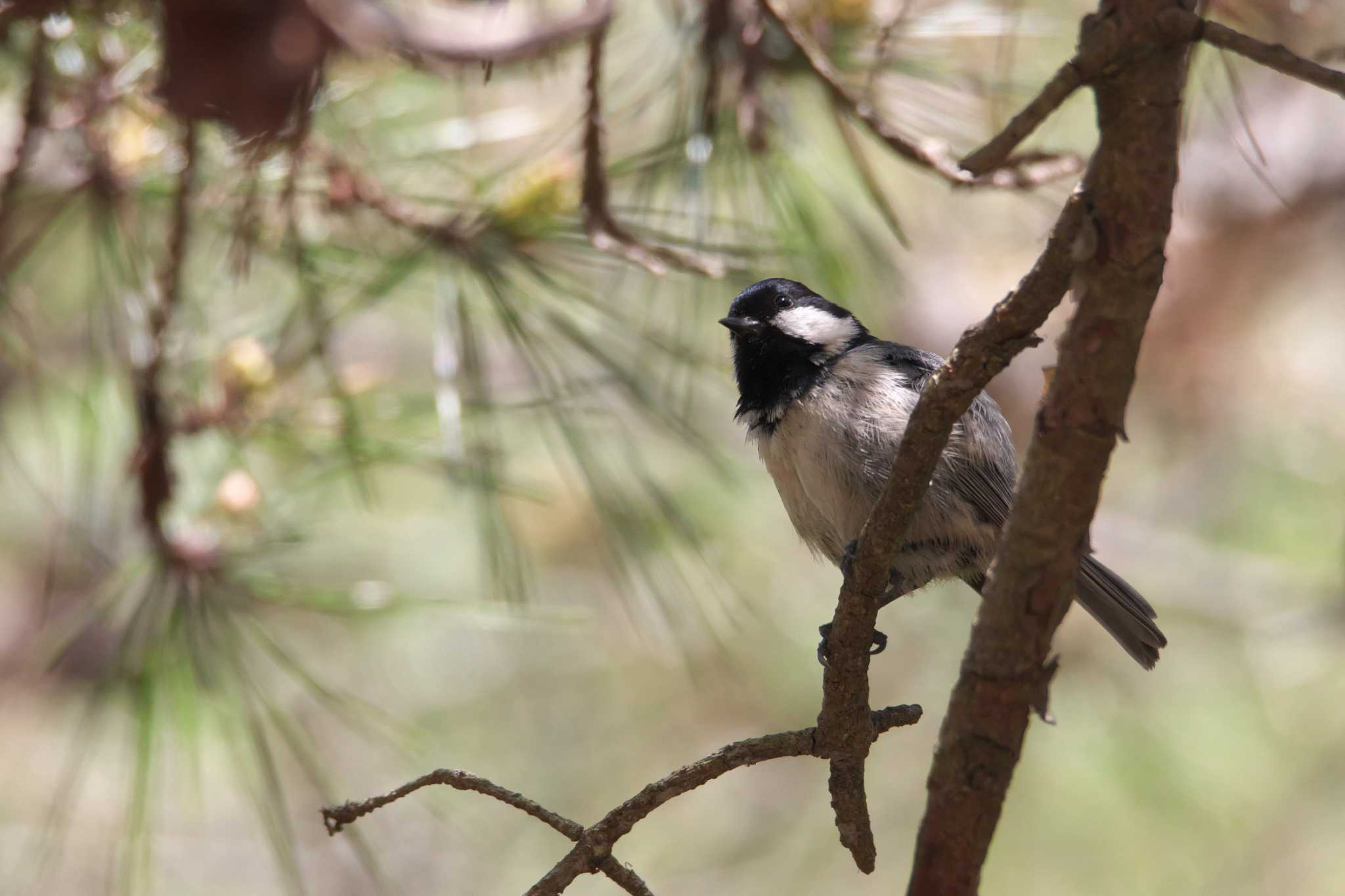 Photo of Coal Tit at 箕面市 by img.tko.pict