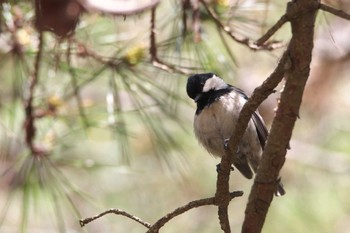 Coal Tit 箕面市 Mon, 5/2/2022