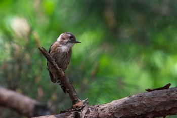 Japanese Pygmy Woodpecker 箕面市 Mon, 5/2/2022