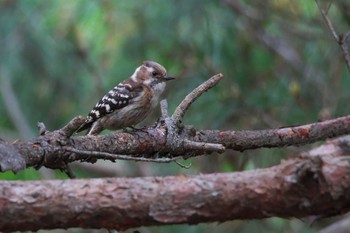 Japanese Pygmy Woodpecker 箕面市 Mon, 5/2/2022