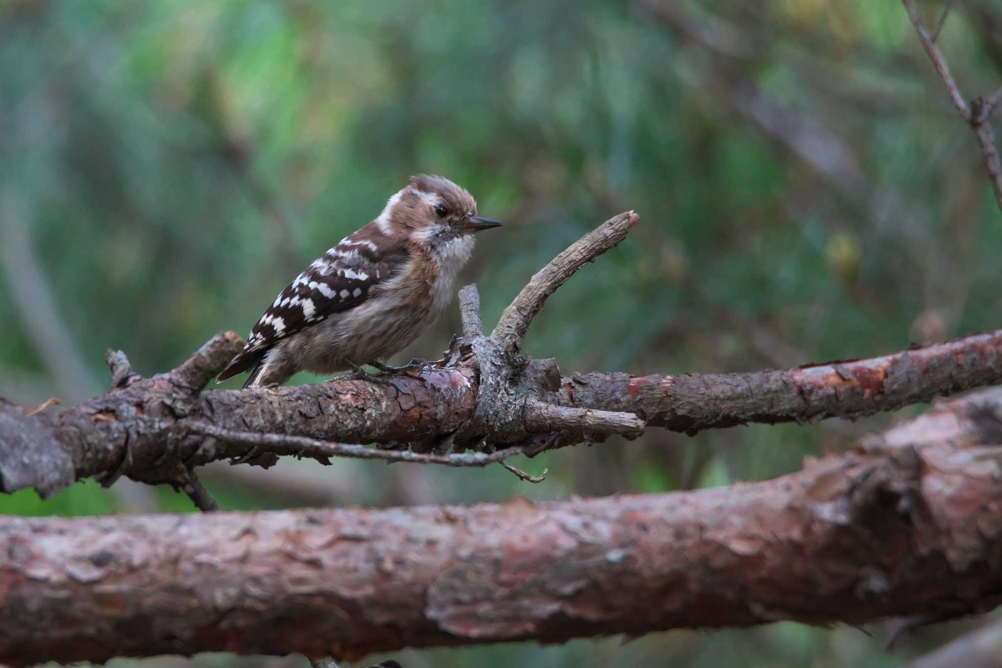 Photo of Japanese Pygmy Woodpecker at 箕面市 by img.tko.pict