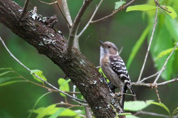 Japanese Pygmy Woodpecker 箕面市 Mon, 5/2/2022