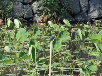 カワセミ 小田原城址公園(小田原城) 2022年5月4日(水)