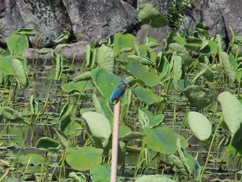 Common Kingfisher 小田原城址公園(小田原城) Wed, 5/4/2022