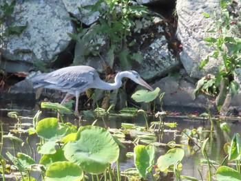 Wed, 5/4/2022 Birding report at 小田原城址公園(小田原城)