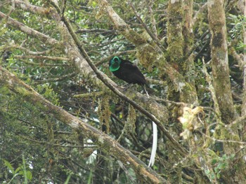 Ribbon-tailed Astrapia パプアニューギニア Sun, 8/22/2010