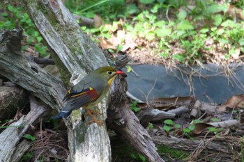 Red-billed Leiothrix 箕面市 Thu, 5/5/2022