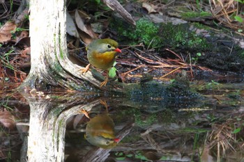 Red-billed Leiothrix 箕面市 Thu, 5/5/2022