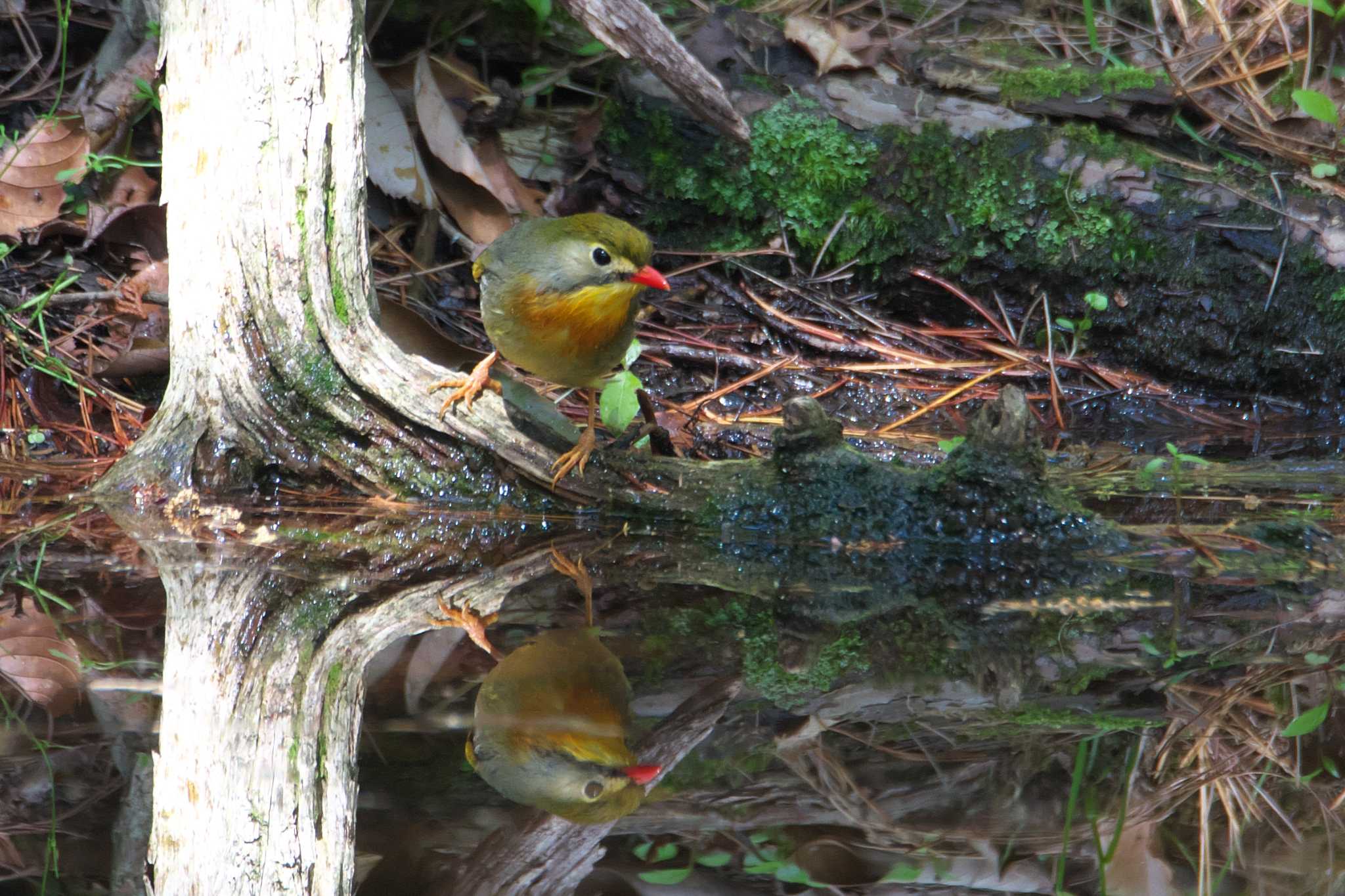 Photo of Red-billed Leiothrix at 箕面市 by img.tko.pict