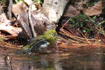 Warbling White-eye 箕面市 Thu, 5/5/2022