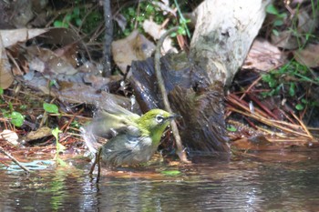 Warbling White-eye 箕面市 Thu, 5/5/2022