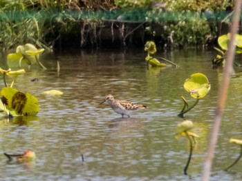 2022年5月5日(木) 稲敷市の野鳥観察記録