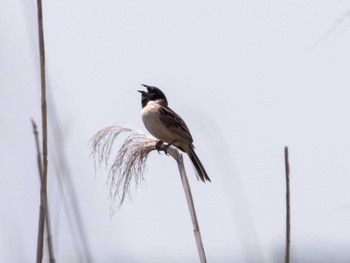 Ochre-rumped Bunting 稲敷市甘田干拓 Thu, 5/5/2022