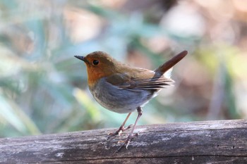 2022年5月5日(木) 柳沢峠の野鳥観察記録