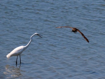 Thu, 5/5/2022 Birding report at Fujimae Tidal Flat