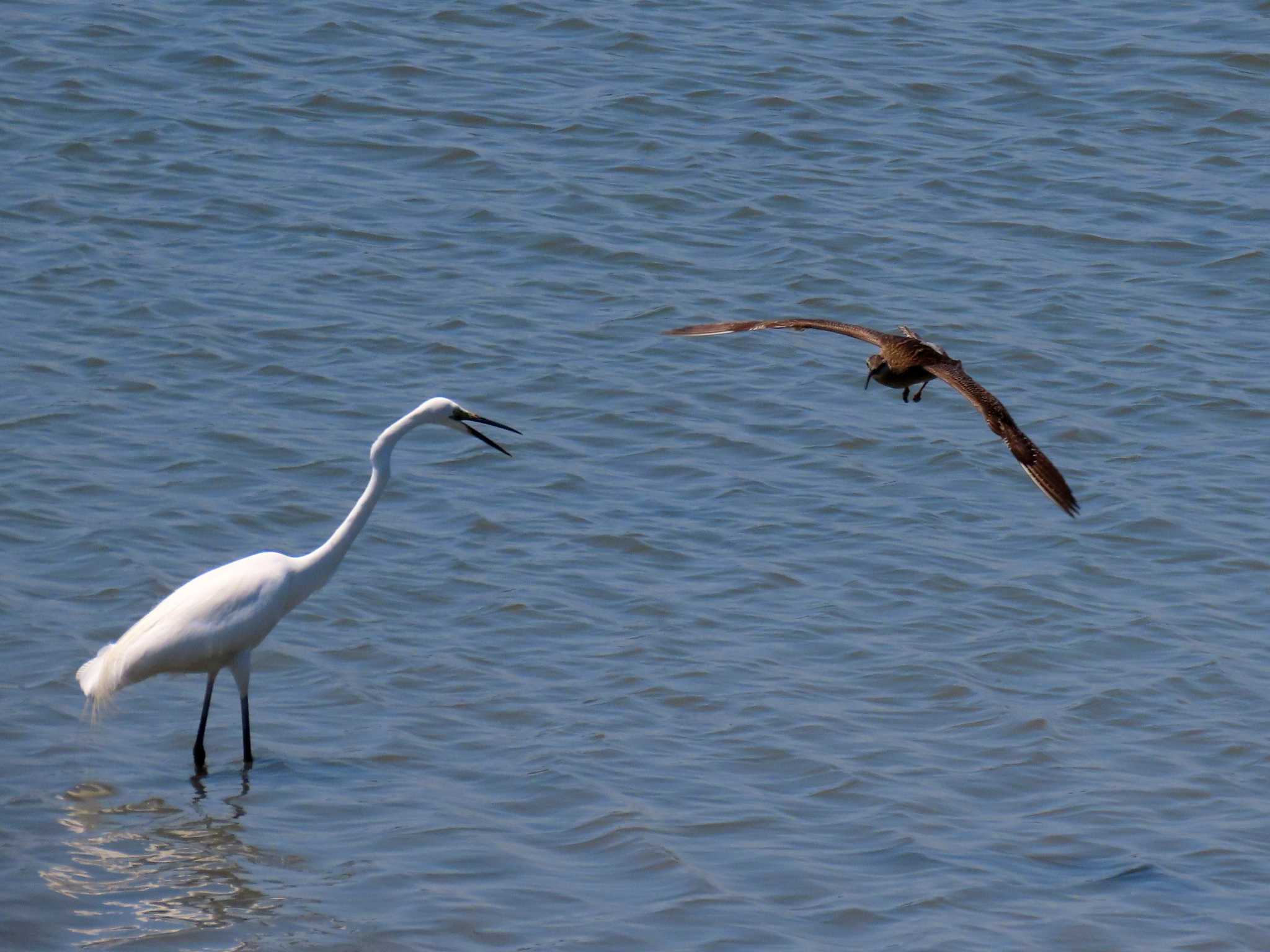 Great Egret