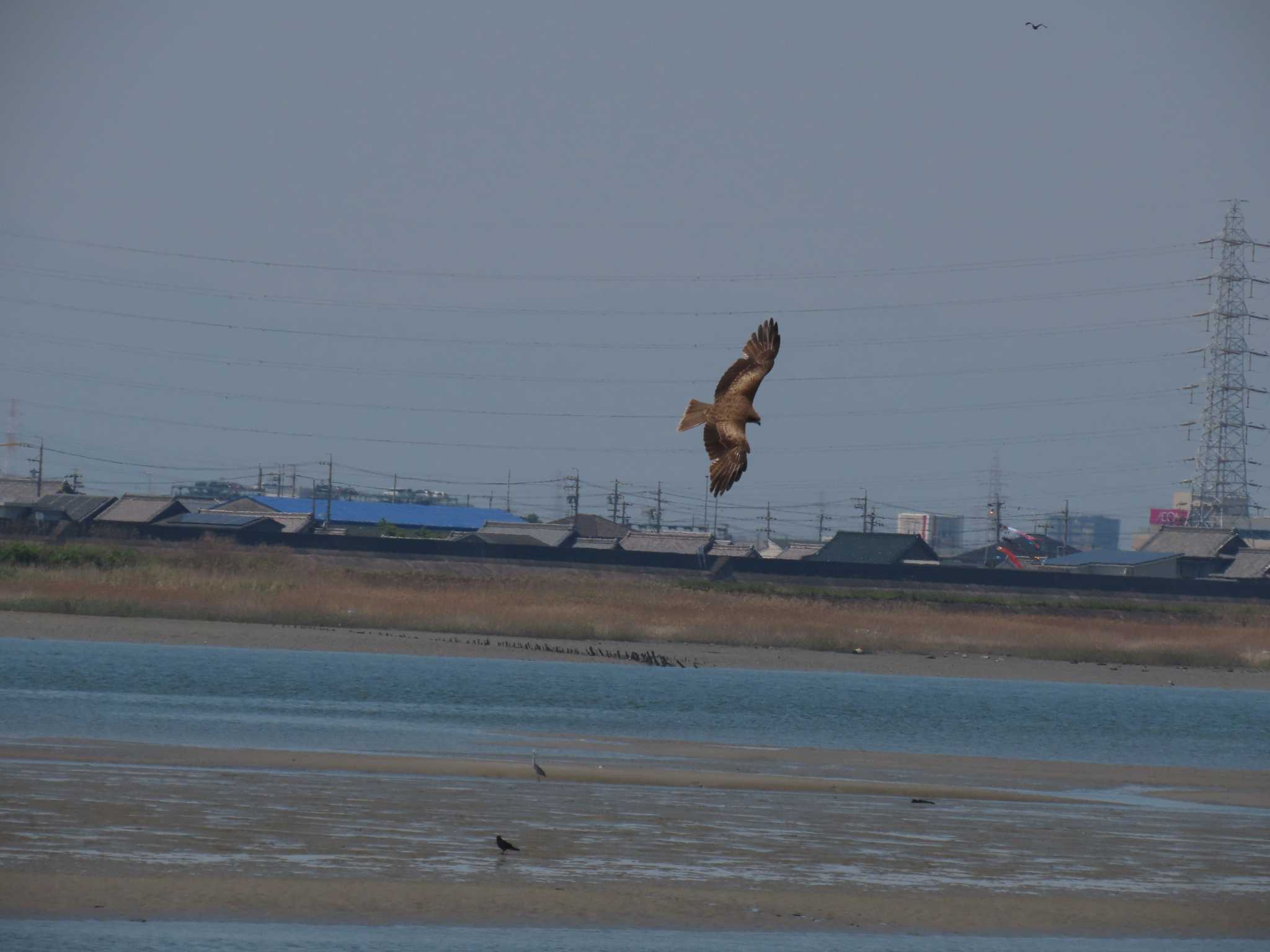 Black Kite