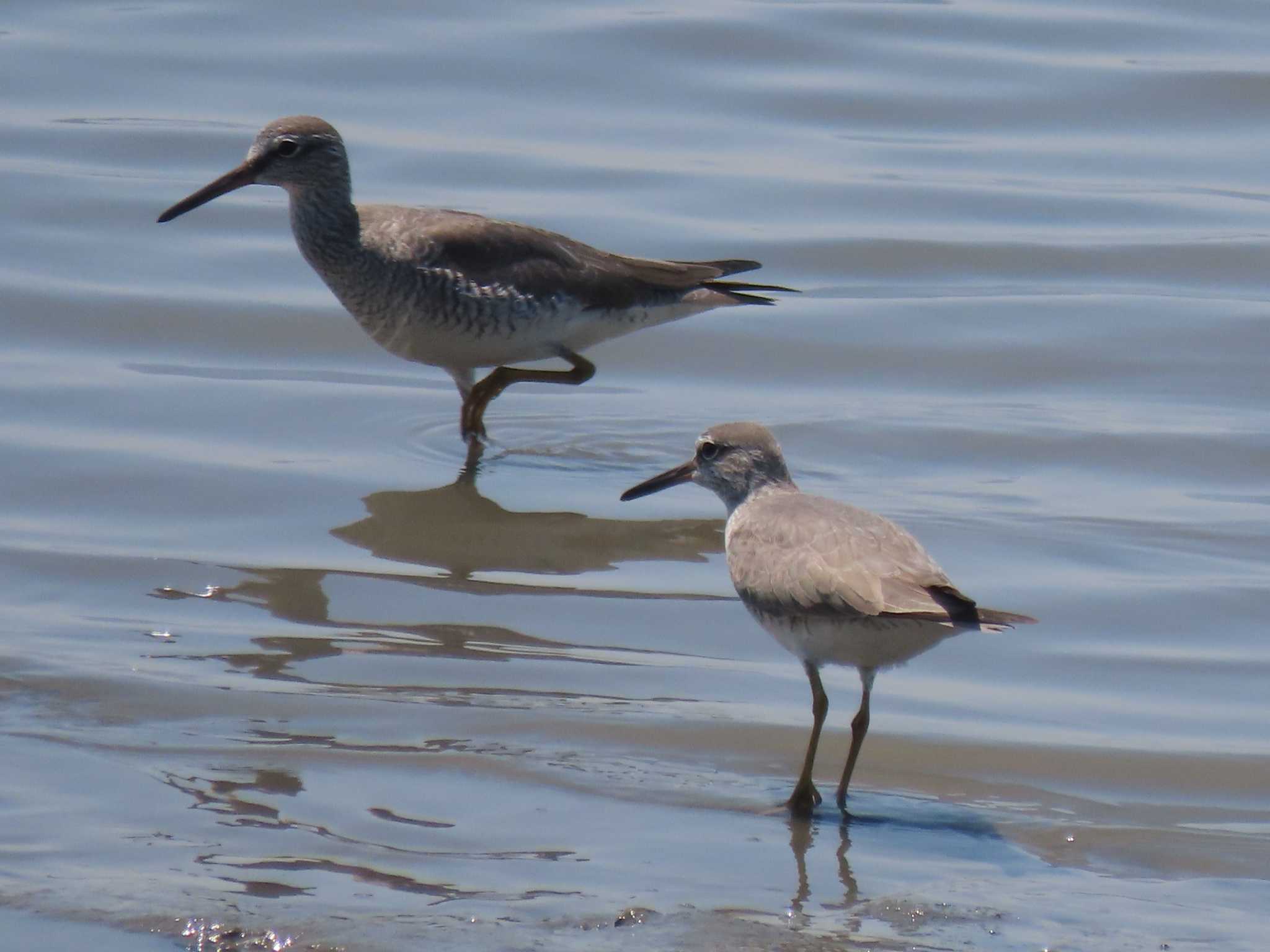 Grey-tailed Tattler