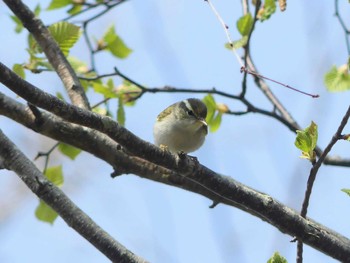 2022年5月5日(木) 野幌森林公園の野鳥観察記録