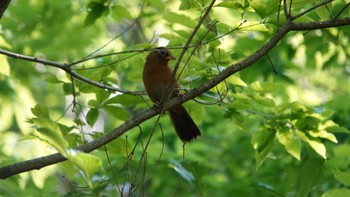 ガビチョウ 舞岡公園 2022年5月5日(木)