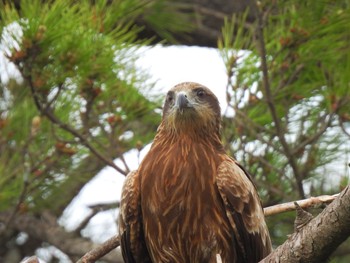 トビ 公園 2022年5月5日(木)