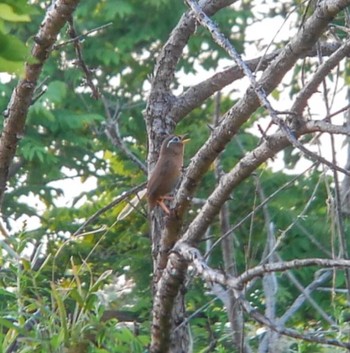 ガビチョウ 埼玉県 2022年5月5日(木)