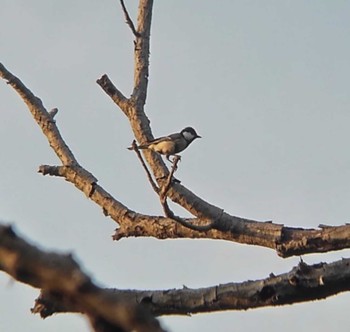 2022年5月5日(木) 埼玉県の野鳥観察記録