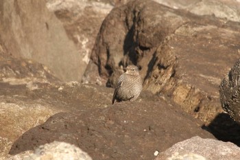 Blue Rock Thrush 網代 Fri, 12/1/2017