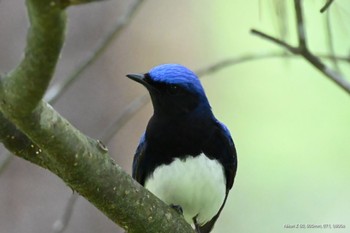 オオルリ 静岡県立森林公園 2022年5月5日(木)