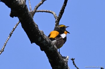 キビタキ 静岡県立森林公園 2022年5月3日(火)