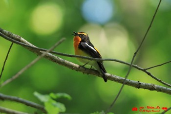 Narcissus Flycatcher Yatoyama Park Tue, 5/3/2022