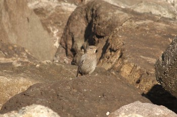 Blue Rock Thrush 網代 Fri, 12/1/2017