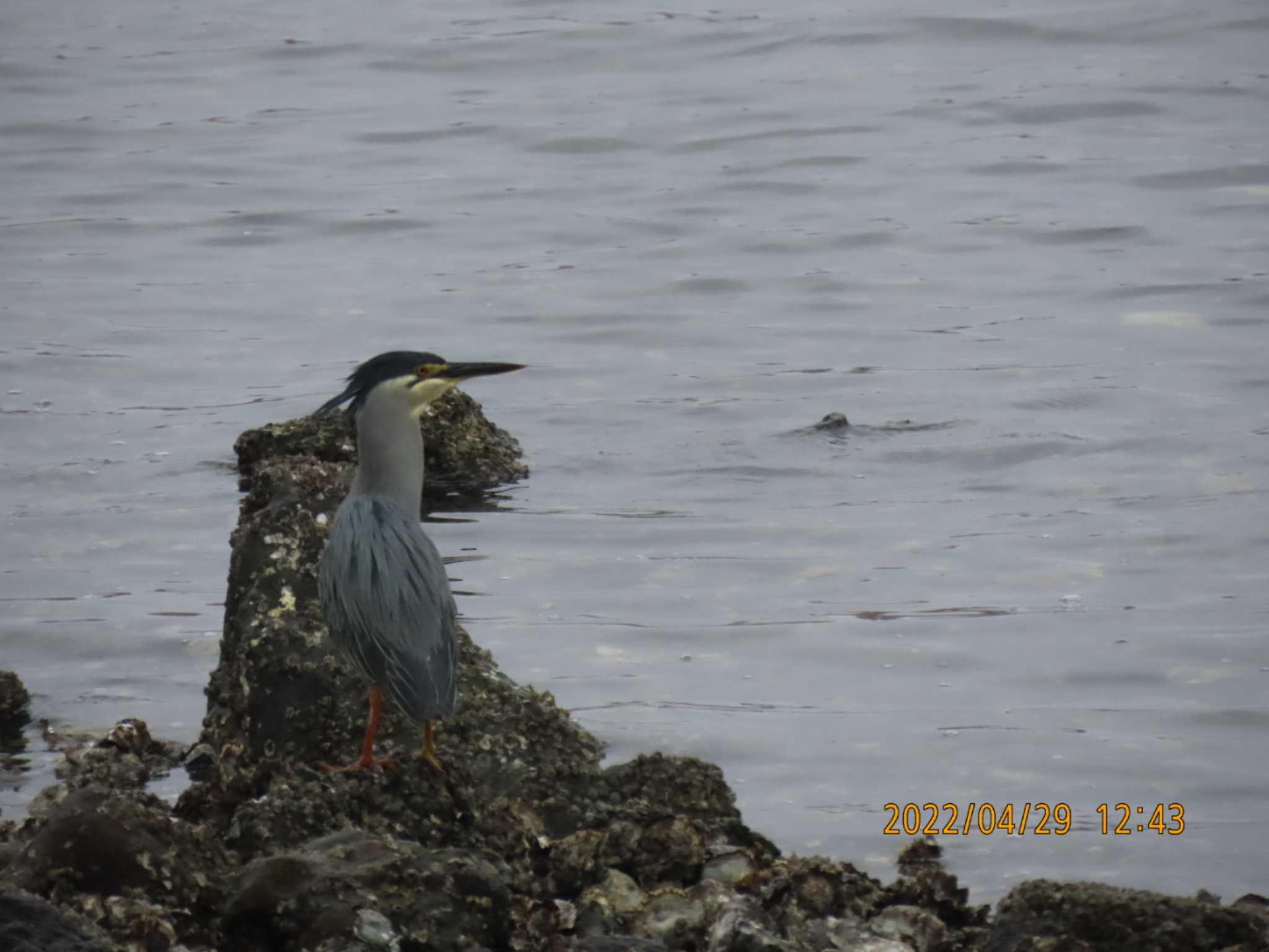 東京港野鳥公園 ササゴイの写真 by hiron