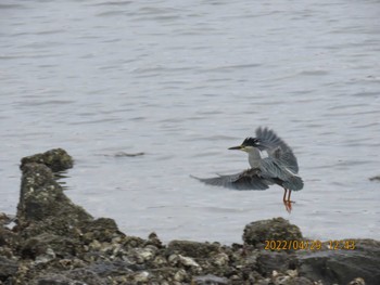 ササゴイ 東京港野鳥公園 2022年4月29日(金)