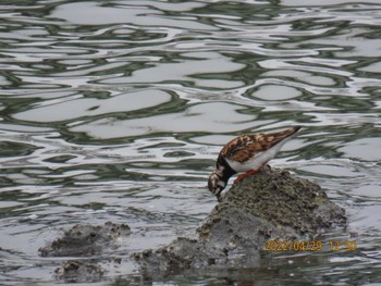 キョウジョシギ 東京港野鳥公園 2022年4月29日(金)