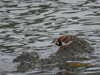 キョウジョシギ 東京港野鳥公園 2022年4月29日(金)