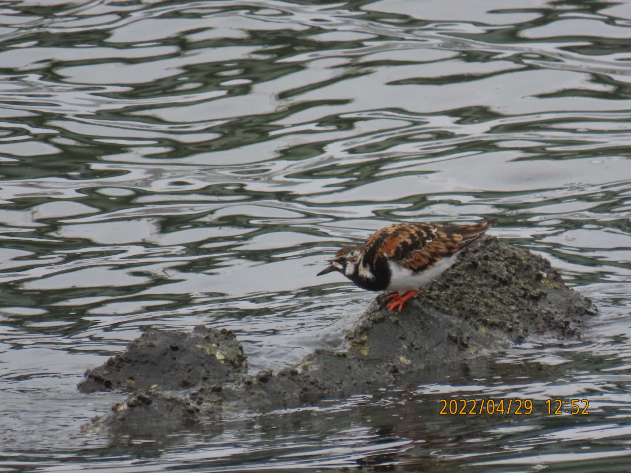 東京港野鳥公園 キョウジョシギの写真 by hiron