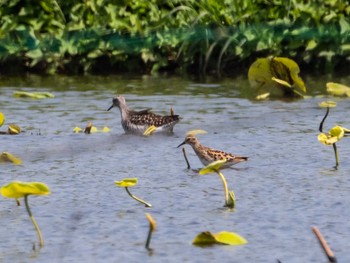 Long-toed Stint Inashiki Thu, 5/5/2022