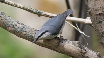 Eurasian Nuthatch 上高地 Thu, 5/5/2022