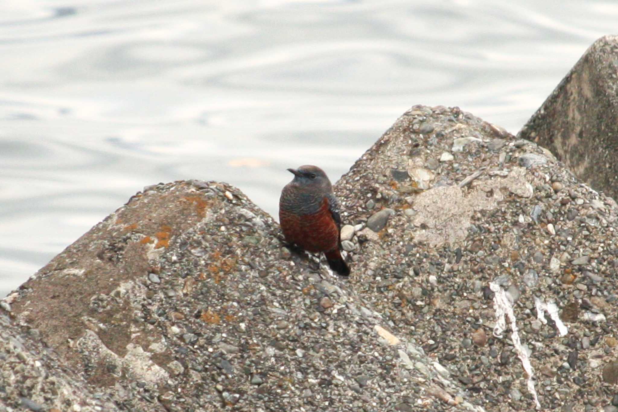 Blue Rock Thrush