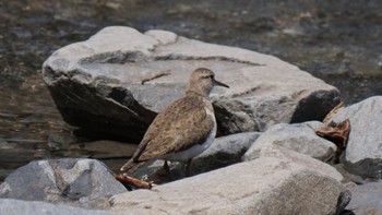 Common Sandpiper 上高地 Thu, 5/5/2022