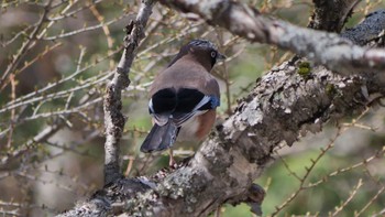 Thu, 5/5/2022 Birding report at 上高地