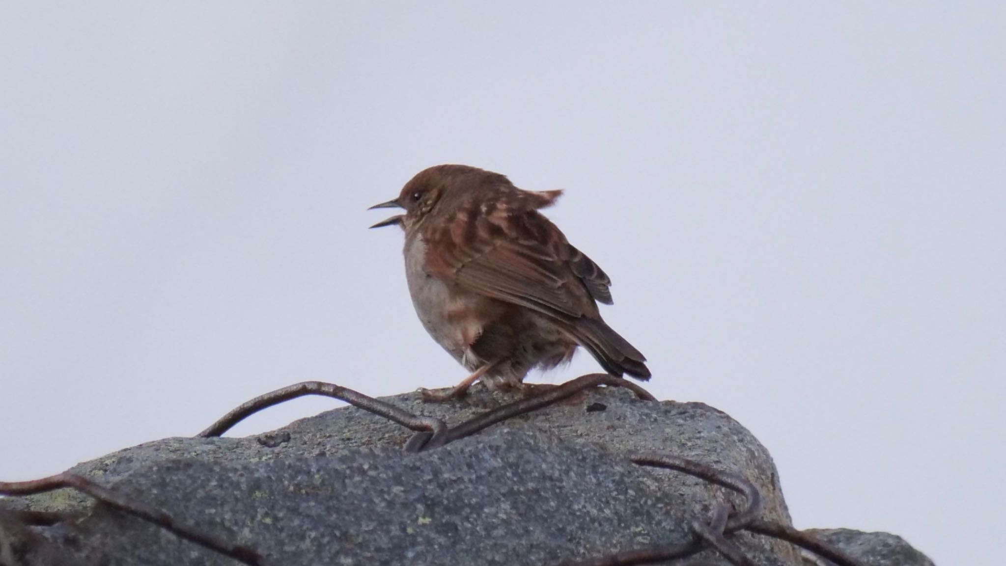 Photo of Japanese Accentor at 上高地 by コゲラ