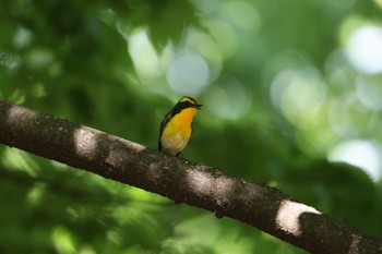 キビタキ 大阪城公園 2022年5月5日(木)