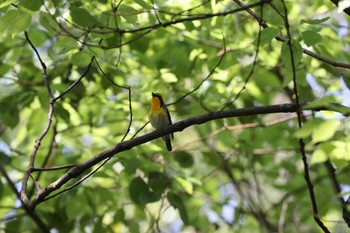 キビタキ 大阪城公園 2022年5月5日(木)