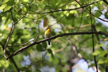 キビタキ 大阪城公園 2022年5月5日(木)