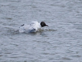 Thu, 5/5/2022 Birding report at 武庫川